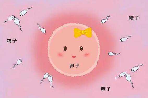 广州代生哪家好,广州赠卵试管婴儿,北京合法供卵试管中心_试管婴儿移植后成功